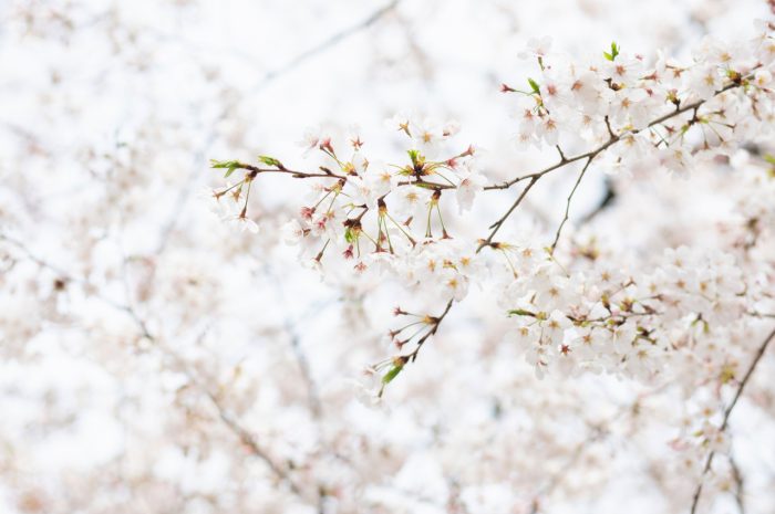 満開の桜と一緒に撮影できました。