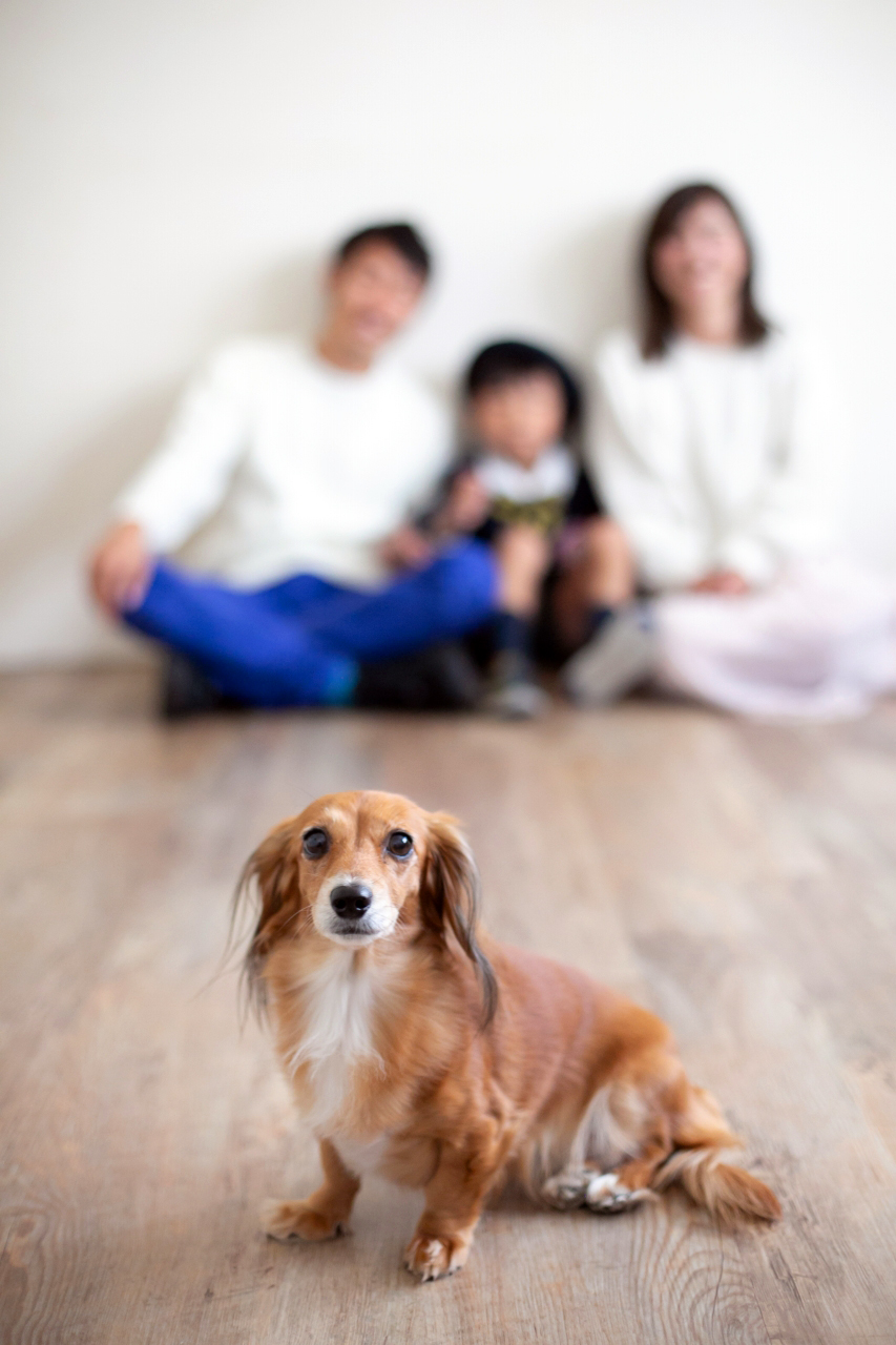 愛犬と一緒に家族写真撮影