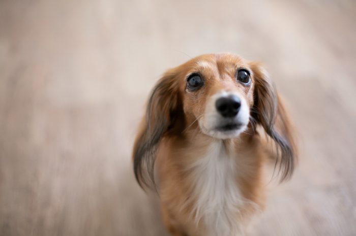 卒園記念写真,入学記念写真,ランドセル撮影,STUDIO撮ろうよ,渋谷スタジオ,家族写真