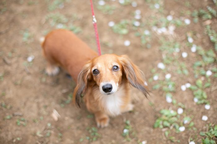 ランドセル撮影,入学記念撮影,卒園記念撮影,代々木公園,STUDIO撮ろうよ